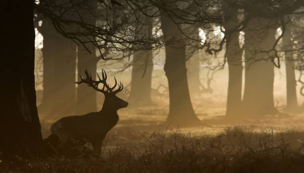 A red deer stag in the forest at dusk stock photo