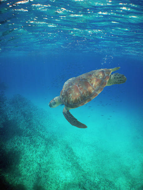 istock green sea turtle on a reef 1618398388