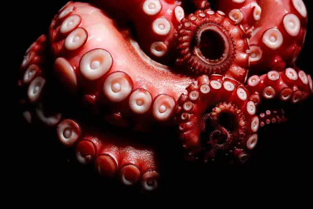 tentacles of octopus close up
