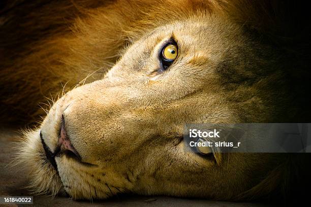 ライオンのポートレート - ライオンのストックフォトや画像を多数ご用意 - ライオン, 恐れ, 横たわる