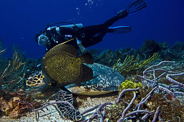 This is digital composition. Great diving with turtle in australia.