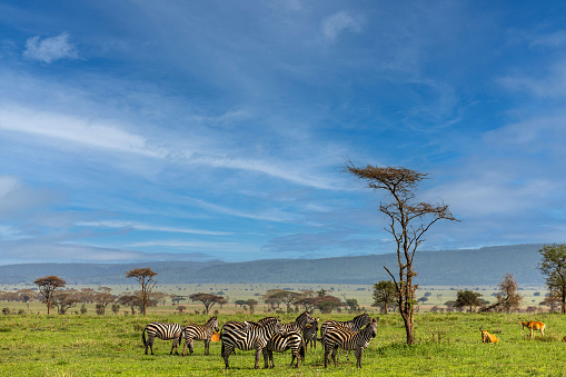 Zebra Herd and Antelopes in Wildlife