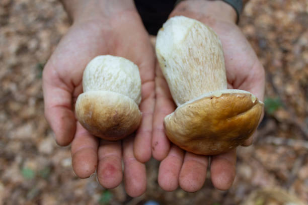 istock Man collecting edible mushrooms 1618416552