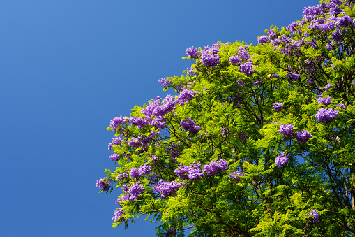Jacaranda tree blooming season in Adelaide, South Australia
