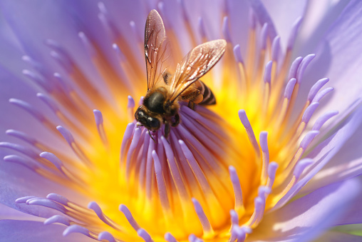 Close-up purple Thai lotus and big bee show beauty detail in flower.