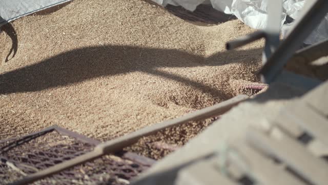 Pouring rice grains to the miller in mill production plant, slow motion