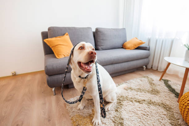istock Dog holding his leash ready for a walk 1618433979