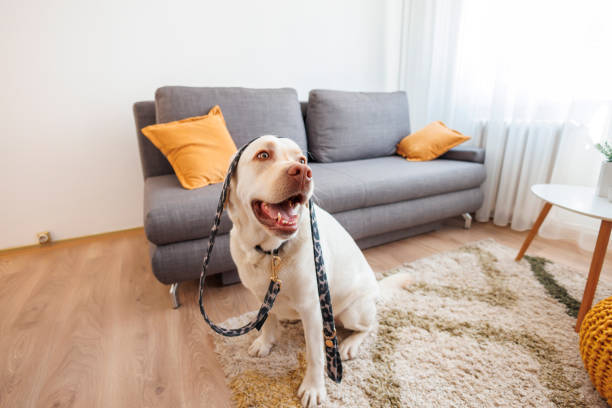 Dog holding his leash ready for a walk stock photo