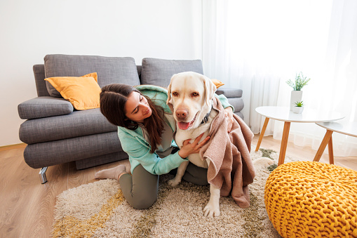 Beautiful young woman spending leisure time at home wrapping and wiping her dog with towel after bathing