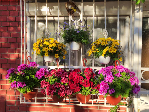 istock colorful blooming geraniums at the balcony 1618437324