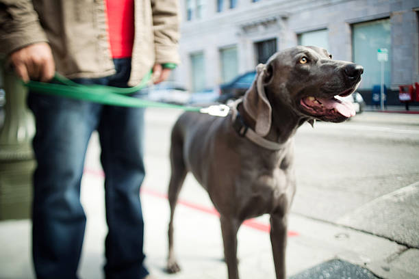 mit dem hund spazieren - weimaraner dog animal domestic animals stock-fotos und bilder