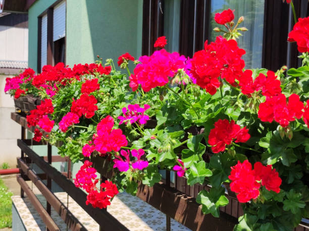 istock colorful blooming geraniums at the balcony 1618443029