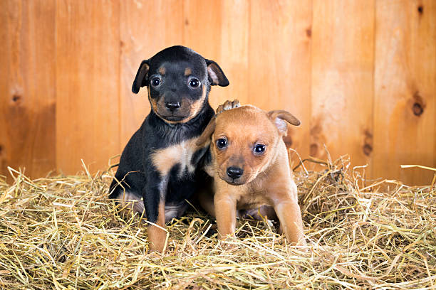 Two Russian Toy Terrier puppies Two Russian Toy Terrier puppies  on a straw on a background of wooden boards russkiy toy stock pictures, royalty-free photos & images