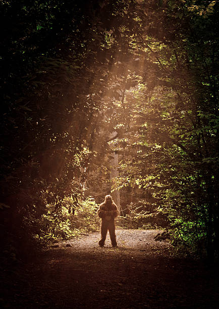 Bigfoot in the middle of a dirty road in north carolina. - back lit shot, sun rays coming thru the canopies