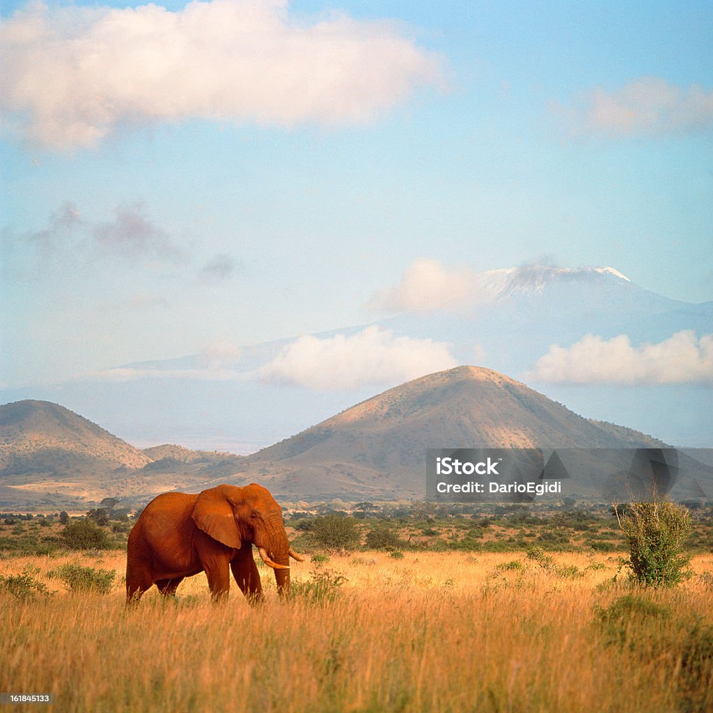 Elefante nella veld con le montagne sullo sfondo - Foto stock royalty-free di Africa