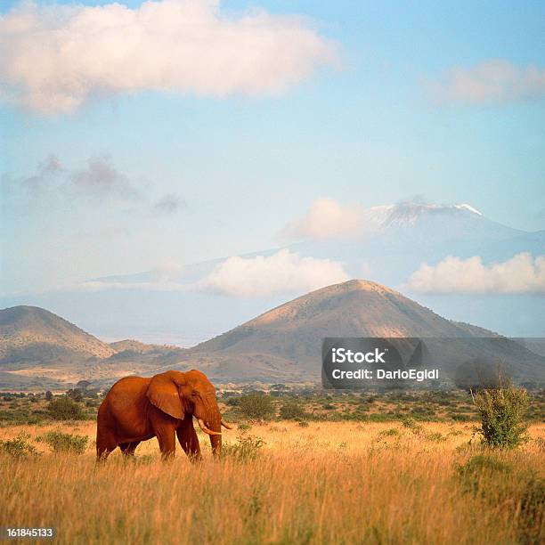 Elefante Nella Veld Con Le Montagne Sullo Sfondo - Fotografie stock e altre immagini di Africa - Africa, Animale, Elefante