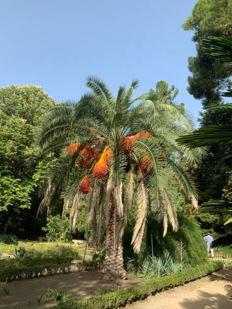 Palm tree, Royal Botanical Garden, Madrid