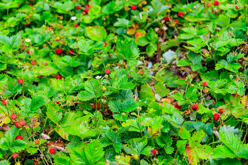 Wild Strawberry with Ripe Berries and Green Leaves