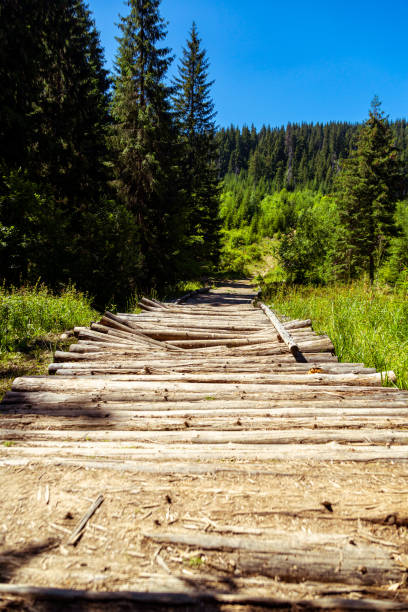istock wooden bridge in the forest 1618457290