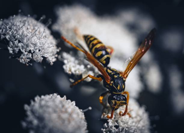 istock Adorable bee perched atop an array of vibrant wildflowers, set against a stark black backdrop 1618463767