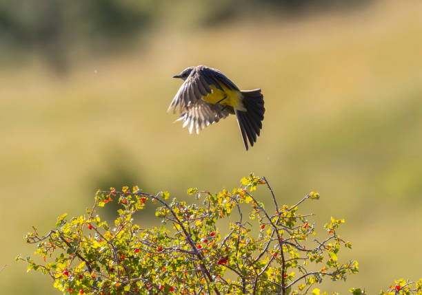 istock Western Kingbird in the Pike National Forest 1618464302