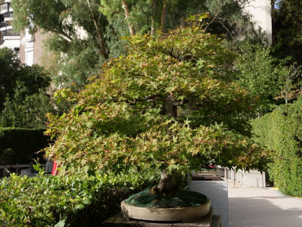 Beautiful Bonsai tree on stone surface in park