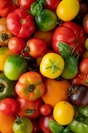 A mix of ripe multi-colored organic tomatoes. Healthy food