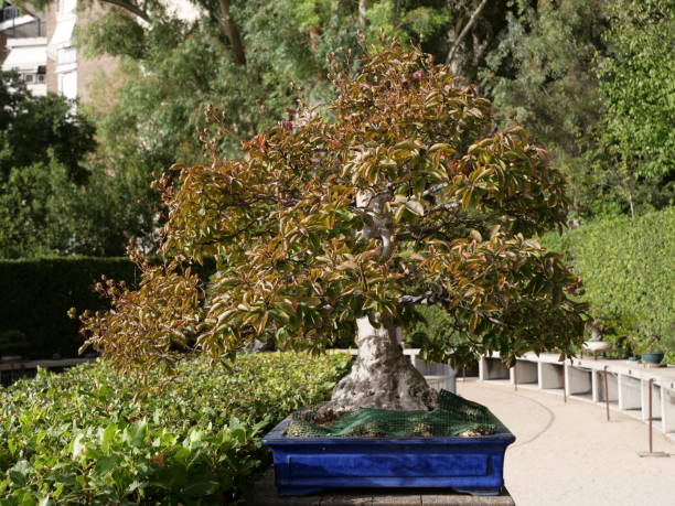 A small, well maintained bonsai tree stands elegantly in a garden, embraced by vibrant foliage and a tranquil setting that invites relaxation and contemplation.