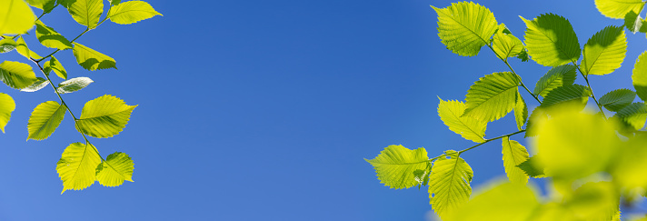 Vibrant green foliage against a sunny blue sky, perfect summer backdrop