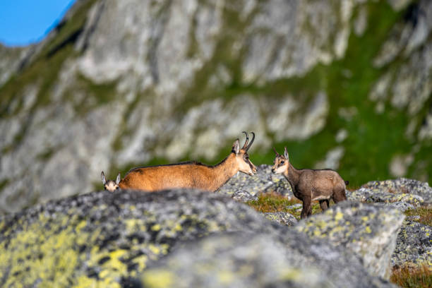 The Tatra Chamois, Rupicapra rupicapra tatrica. A chamois in its natural habitat in the Tatra Mountains. The Tatra Chamois, Rupicapra rupicapra tatrica. A chamois in its natural habitat in the Tatra Mountains. alpine chamois rupicapra rupicapra rupicapra stock pictures, royalty-free photos & images