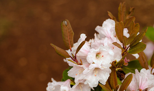 Serene Splendor: White Azalea Blossom Brightens the Backyard