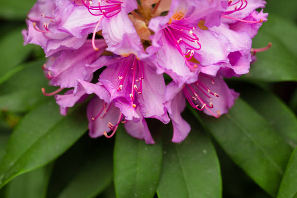 Delightful Haven: Backyard Flourishes with Pink Azalea Blooms
