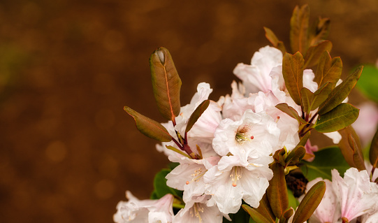 Blurred Serenity: White Azalea Blossoms Enhancing a Soft-Focus Background