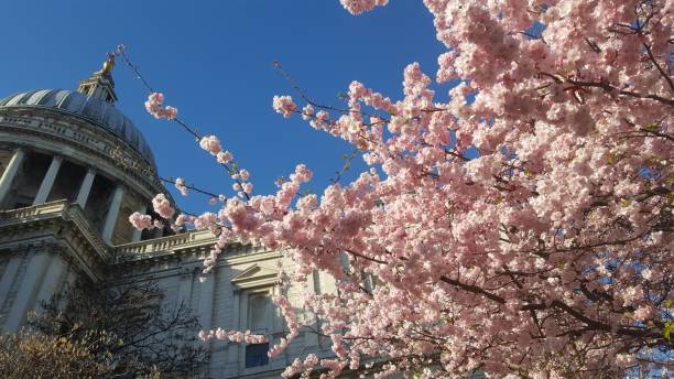 istock Blossom in London 1618502234