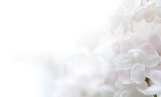 Ethereal Harmony: White Lilac Blossoms Dancing in a Serenely Out-of-Focus Setting