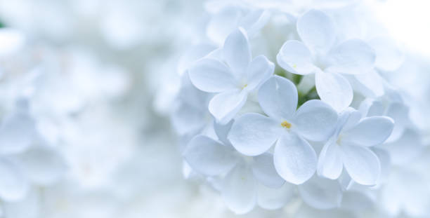istock Serene Blossoms: White Lilacs Blooming Against a Soft Background 1618506201