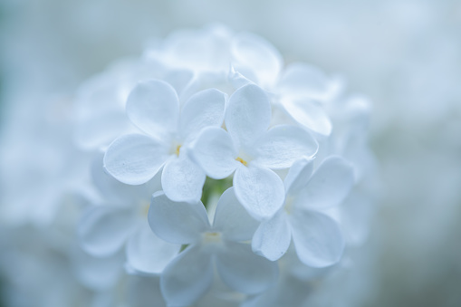 Delicate Beauty: White Lilacs Blossoming Against a Soft, Dreamy Setting