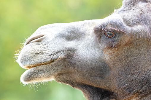 Bactrian camel close up of the head with eye and open beak.