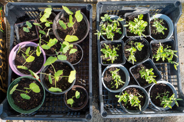 istock Small plant shoots for the garden 1618511022