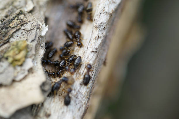istock Worker and nasute termites on decomposing wood 1618513460