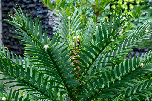 Wollemia is a genus of coniferous trees in the family Araucariaceae, endemic to Australia. It represents only one of three living genera in the family, alongside Araucaria and Agathis. The genus only has a single known species, Wollemia nobilis which was discovered in 1994 in a temperate rainforest wilderness area of the Wollemi National Park in New South Wales.