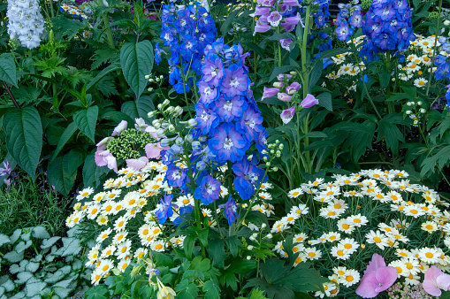 Delphinium elatum is in the buttercup family Ranunculaceae, also known as alpine delphinium or candle larkspur. It is native to temperate Asia and Europe,  it produces spikes of blue or purple flowers in summer