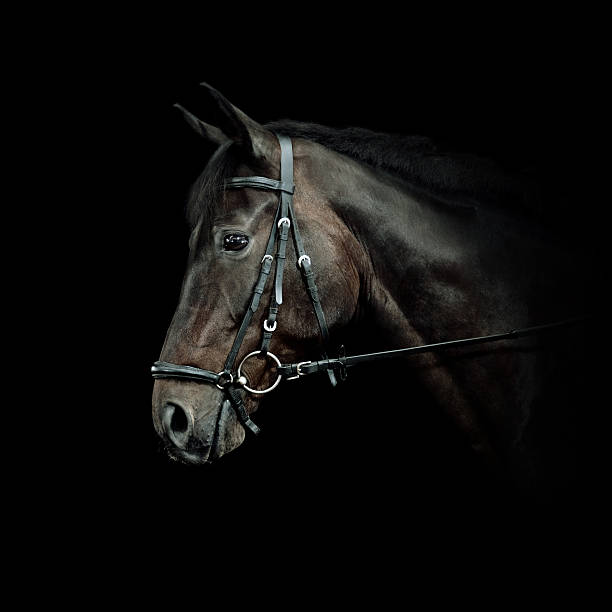 istock Bay Horse Portrait 161852886