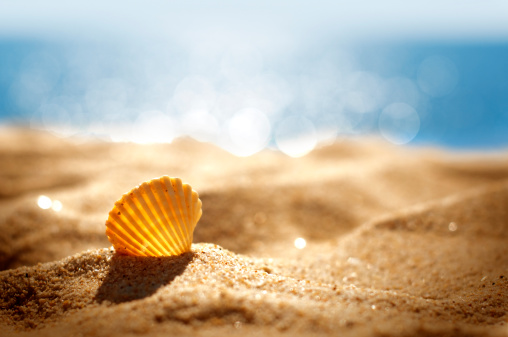 Seashell on the beach. Seascape background of empty sand beach, seashell, blue ocean waves, and mountains. Summer, vacation concept, copy space for the text