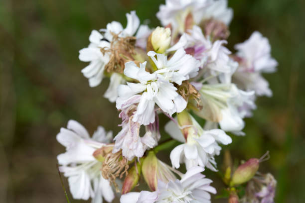 Saponaria officinalis, common soapwort white flowers closeup selective focus Saponaria officinalis, common soapwort white summer flowers closeup selective focus common soapwort saponaria officinalis stock pictures, royalty-free photos & images