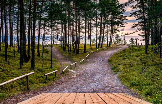 Footpath among pine forest near a beach of the Baltic Sea