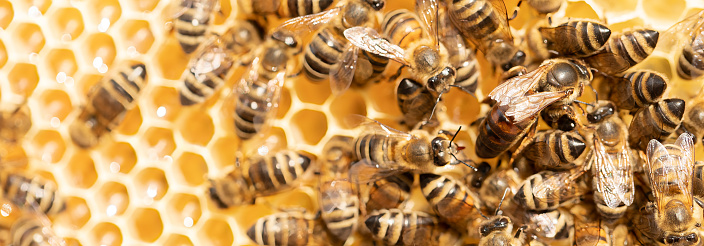 Close-up of a honeycomb with wooden frame with lots of bees on it,bees producing fresh tasty honey,horizontal