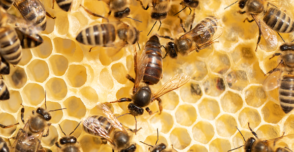 Heart of the Hive: A Mesmerizing Encounter with the Bee Queen