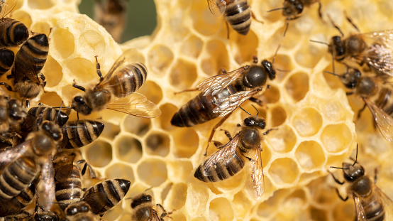 Beehive's Monarch: Portrait of the Majestic Queen Bee