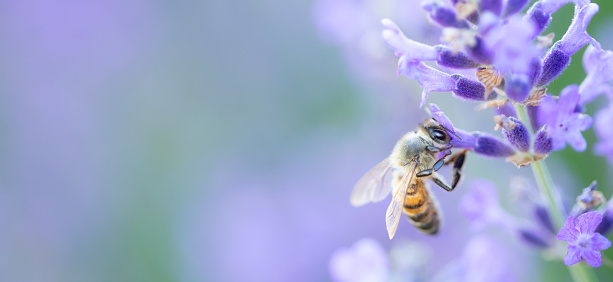 Pollinator's Haven: Capturing the Bee on a Lavender Flower